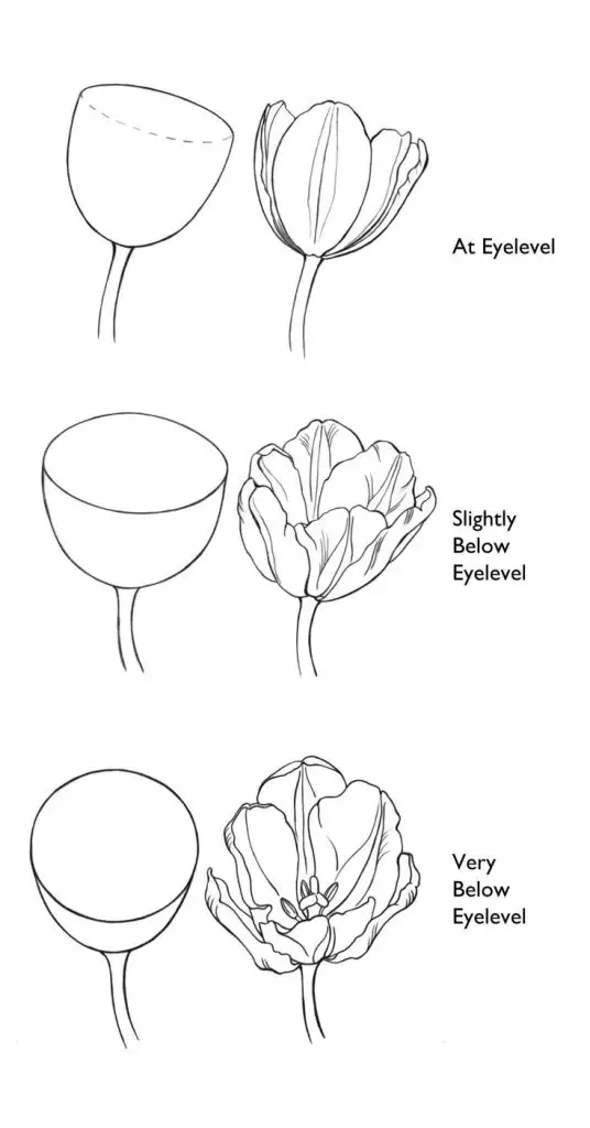Tulip Flower Drawing 6