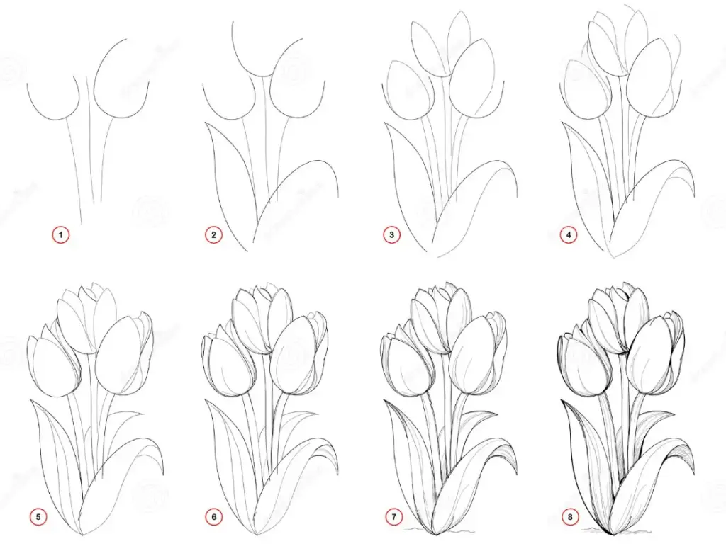 Tulip Flower Drawing 8 1024x778