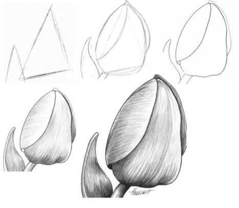 Tulip Flower Drawing 9