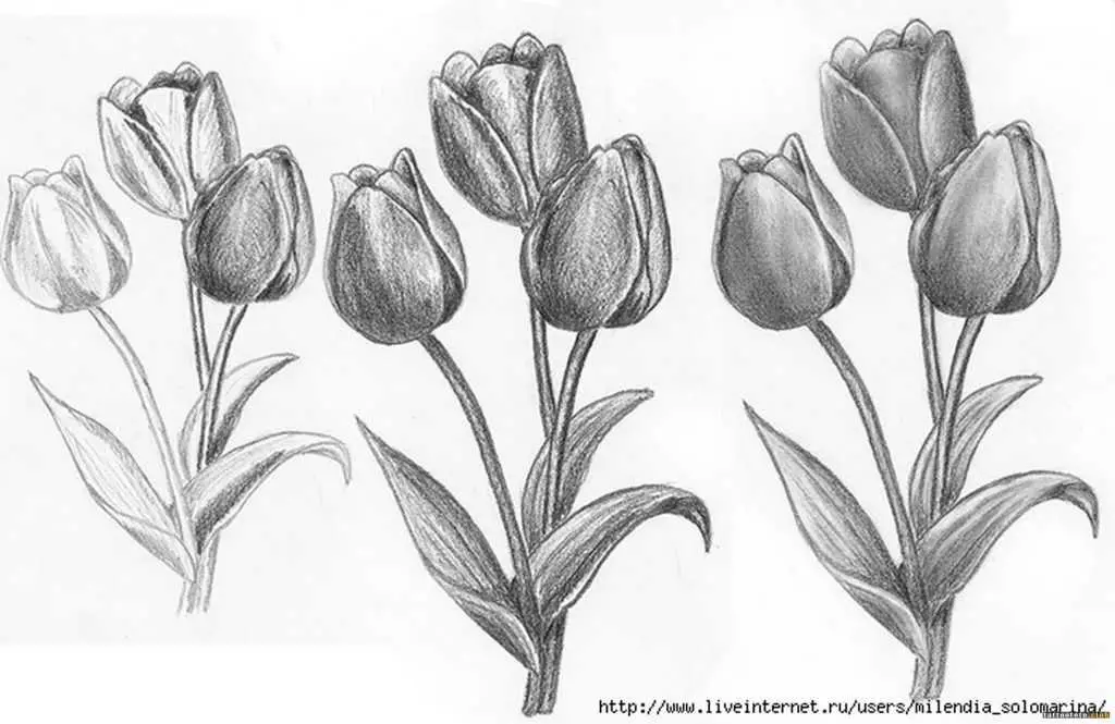 featured image for tulip flower drawing