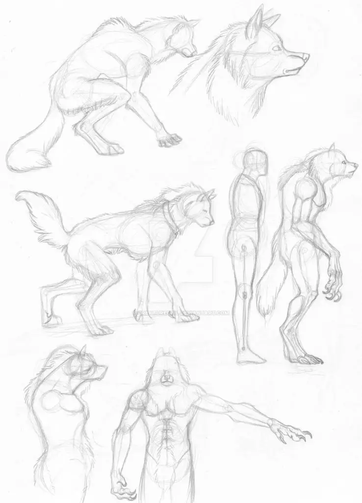 Werewolf Art Reference 3