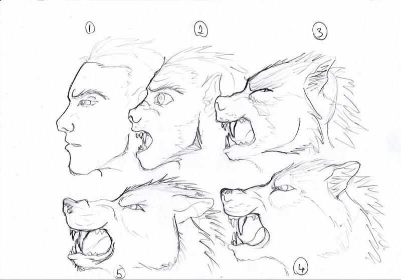 Werewolf Drawing Reference 1