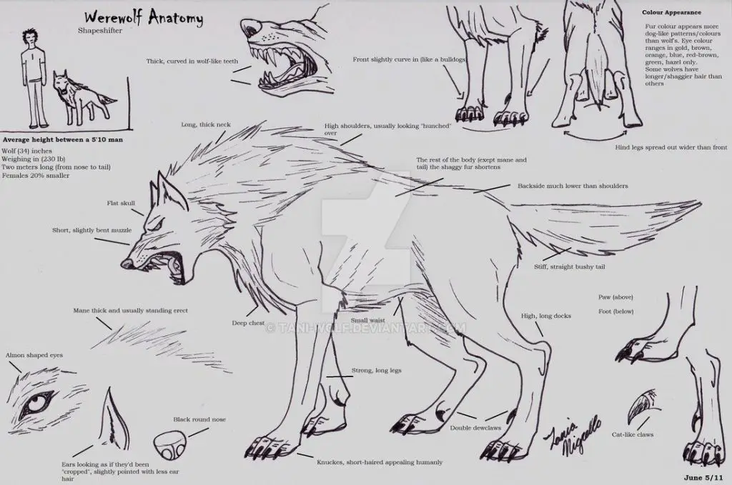 Werewolf Drawing Reference 2