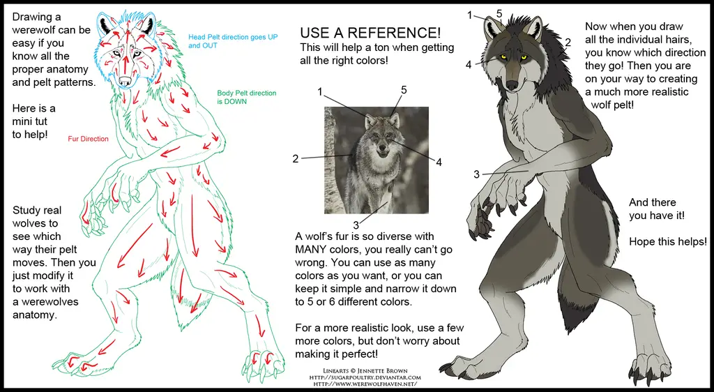 Werewolf Drawing Reference 4