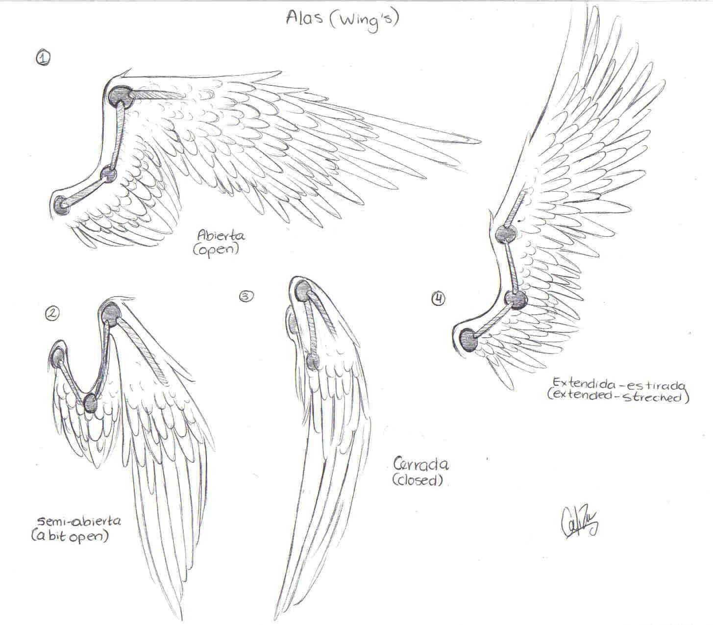 Wings Art Reference 5