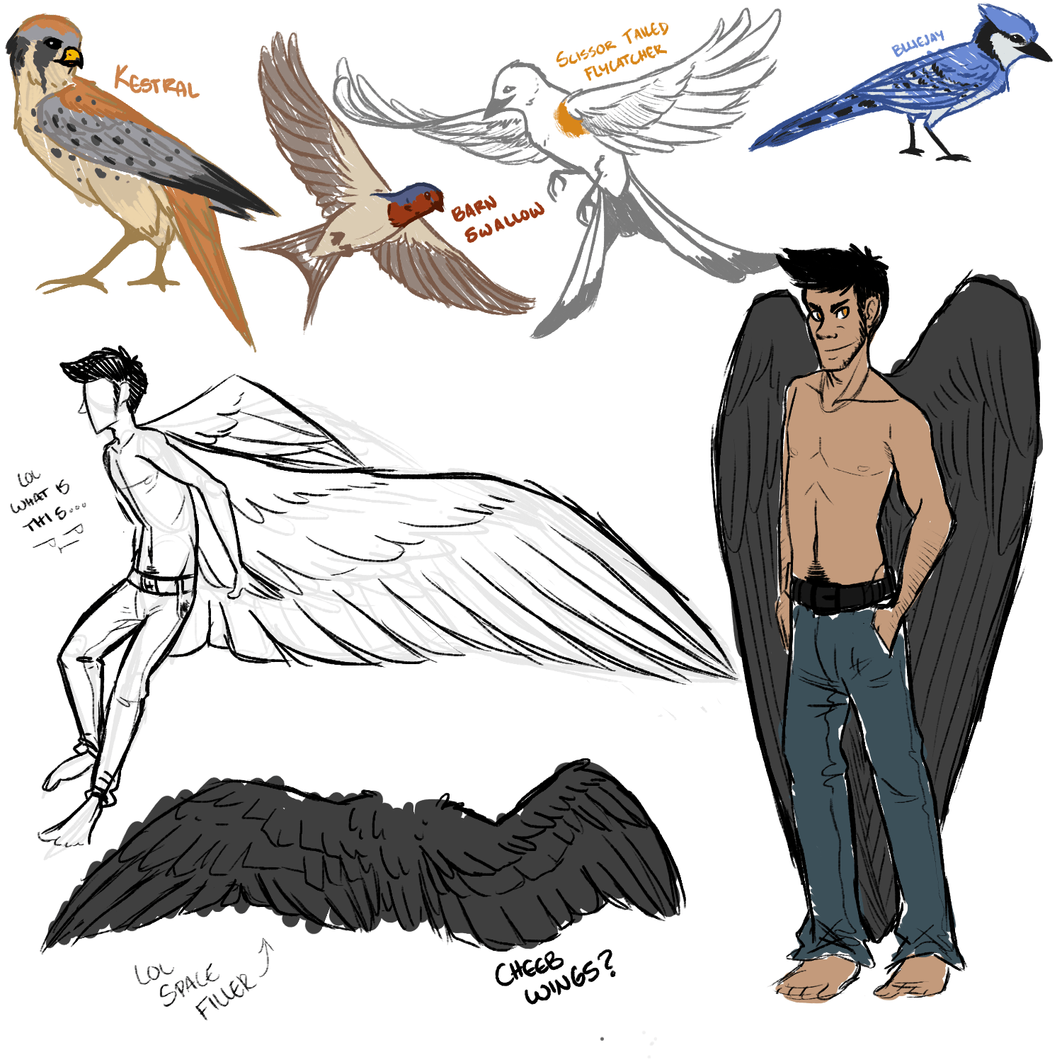 Wings Drawing Reference 16