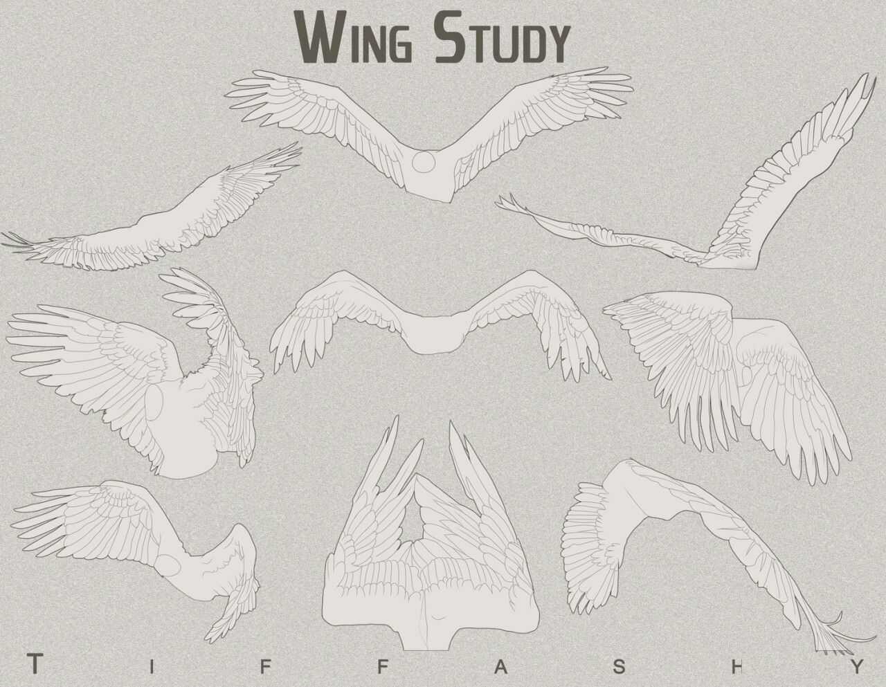 Wings Drawing Reference 18