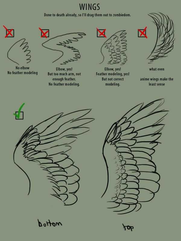 Wings Drawing Reference 2