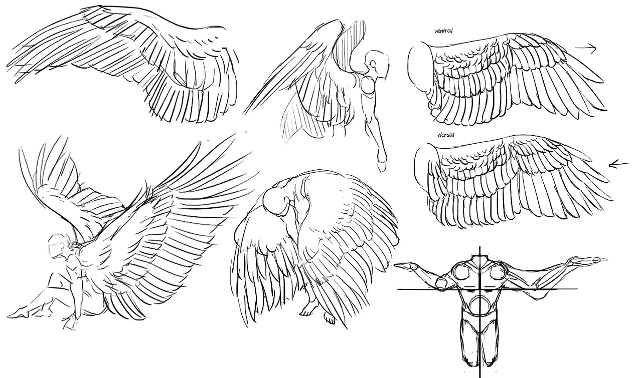 Wings Drawing Reference 4