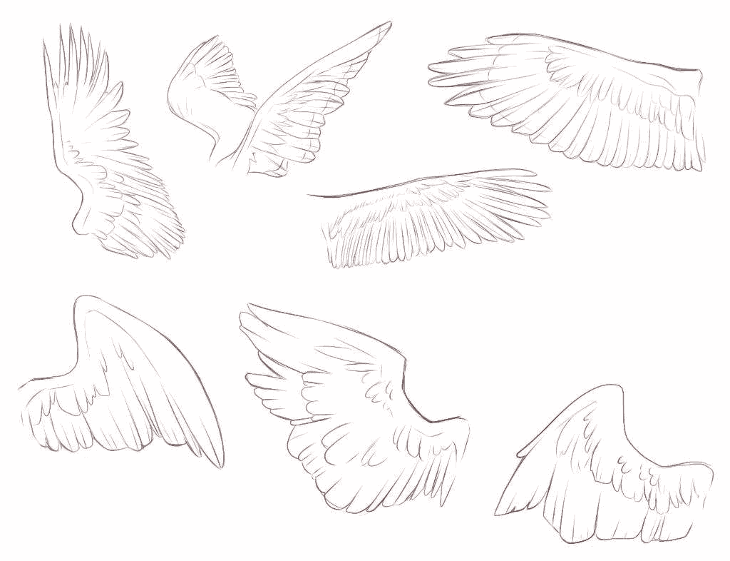 Wings Drawing Reference 7