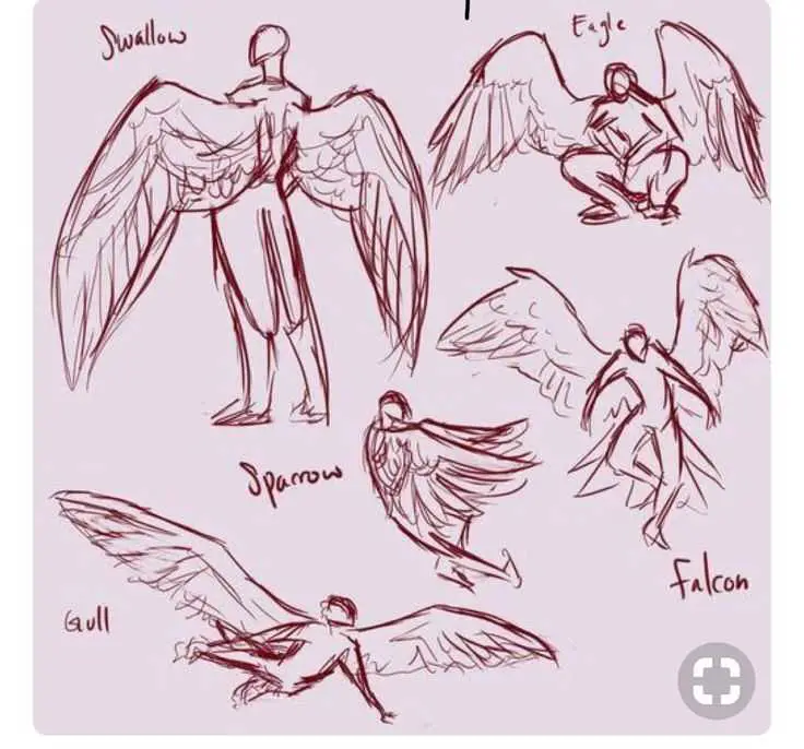 Wings Drawing Reference 8