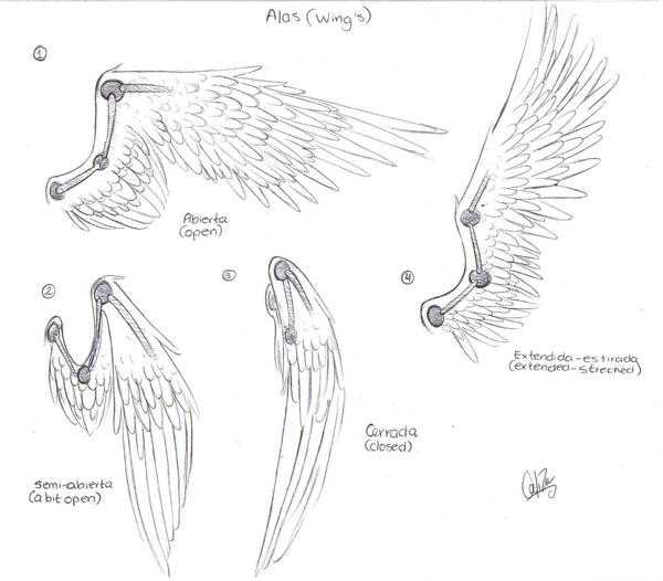 Wings Pose Reference 13