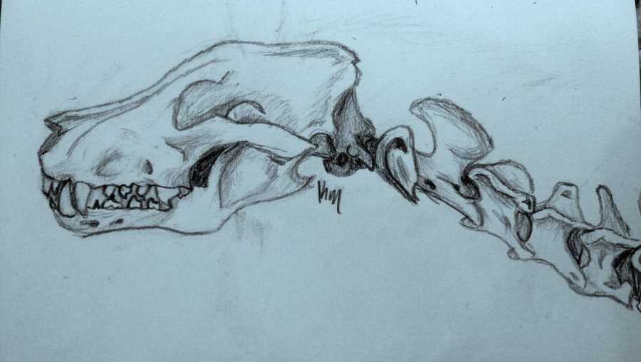 Wolf Skull Drawing 11