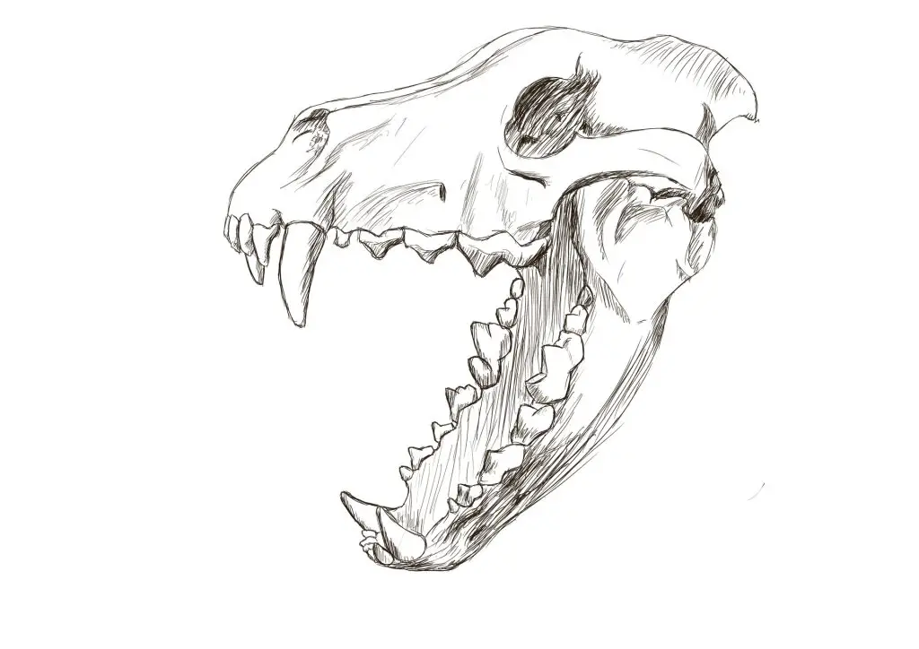 Wolf Skull Drawing 12 1024x724