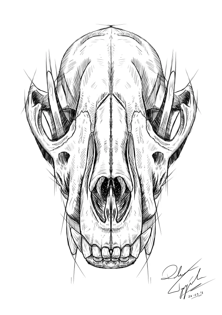 Wolf Skull Drawing 13 724x1024