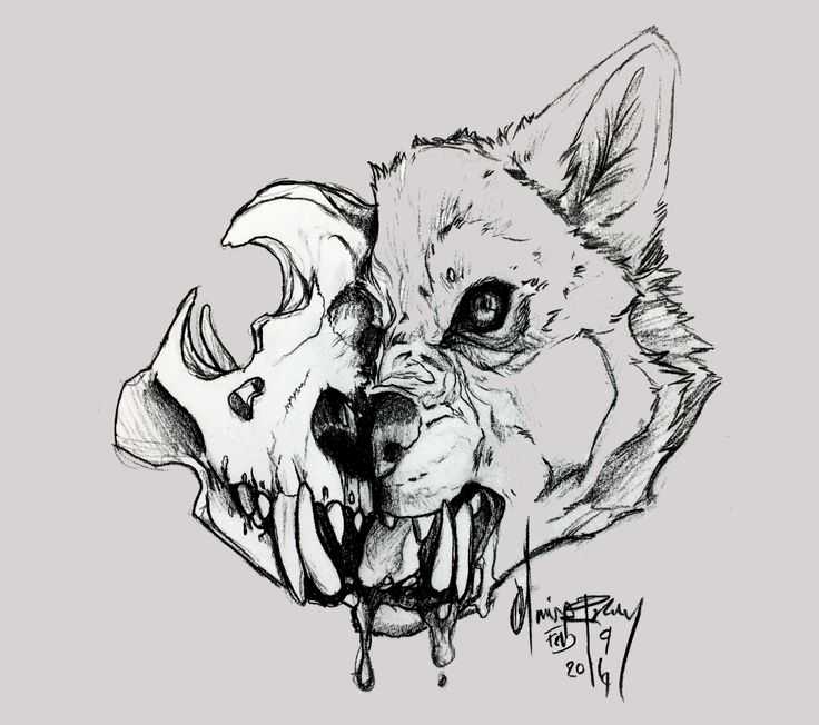 Wolf Skull Drawing 15