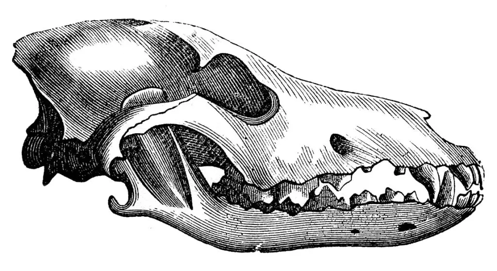 Wolf Skull Drawing 16 1024x559