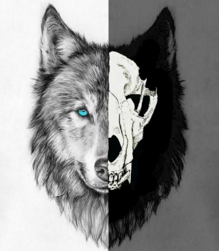 Wolf Skull Drawing 17