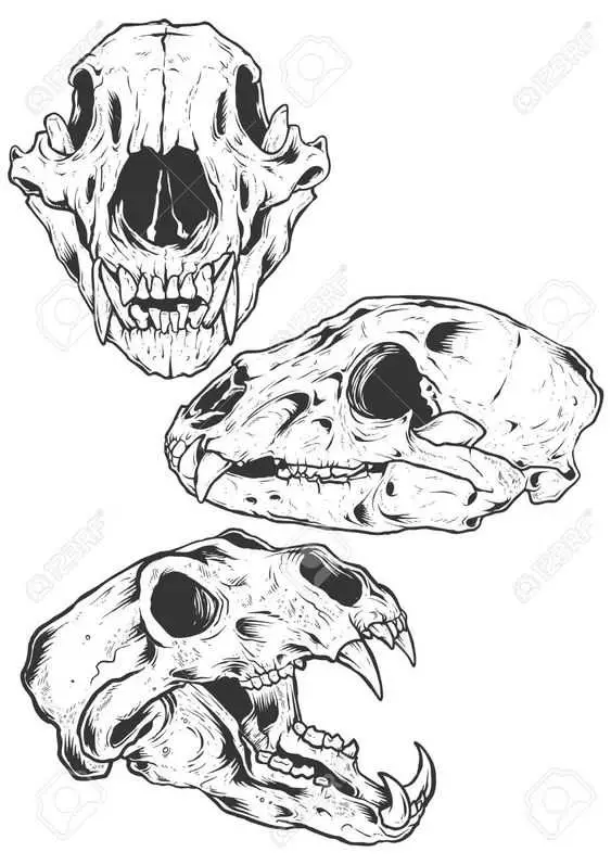 Wolf Skull Drawing 20