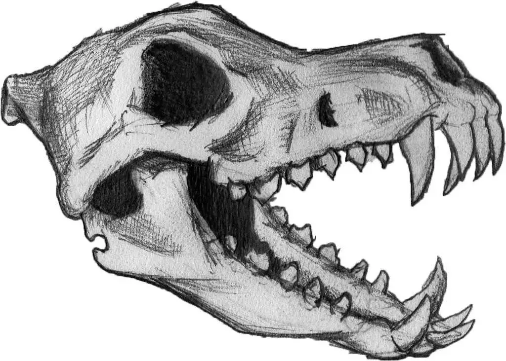 Wolf Skull Drawing 21