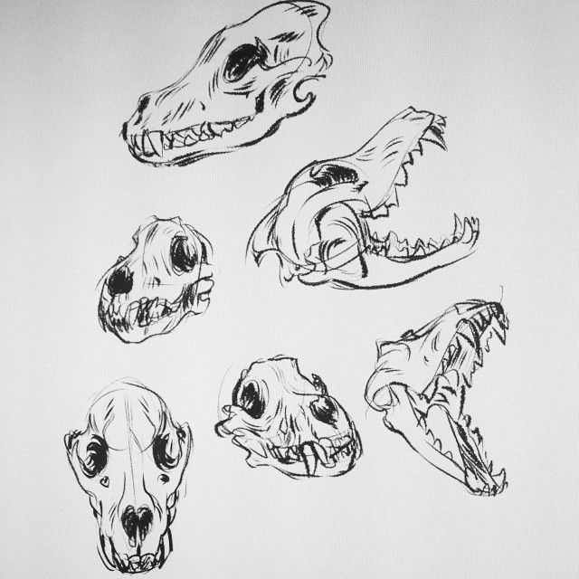 Wolf Skull Drawing 22