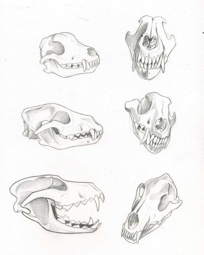 Wolf Skull Drawing Reference 1