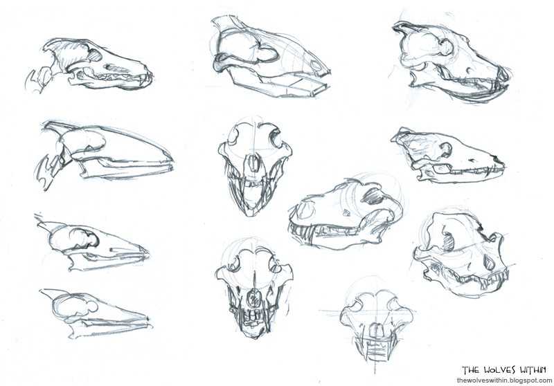 Wolf Skull Drawing Reference 10