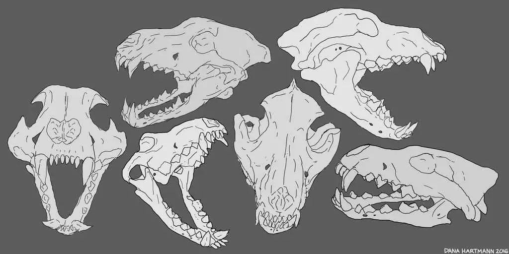 Wolf Skull Drawing Reference 2