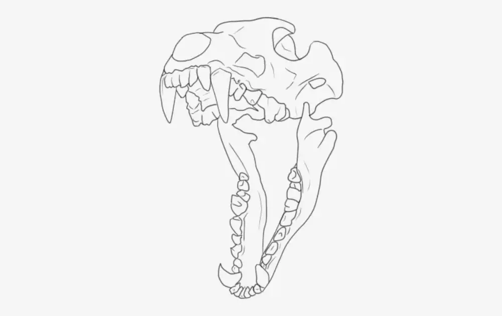 Wolf Skull Drawing Reference 3