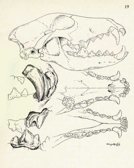 Wolf Skull Drawing Reference 4