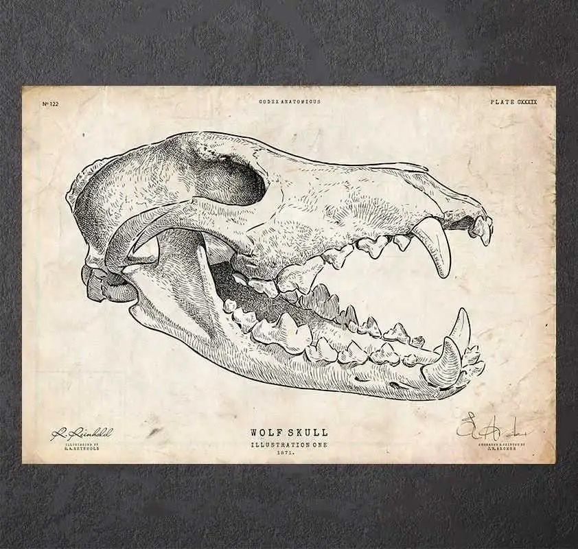 Wolf Skull Drawing Reference 5