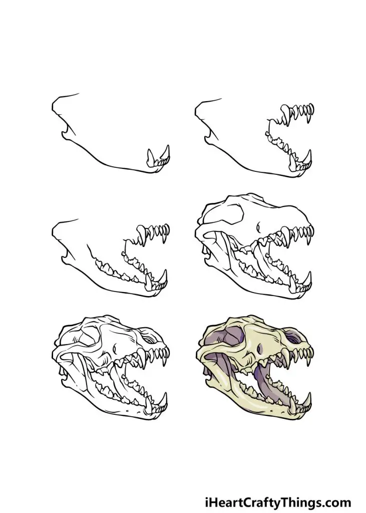 Wolf Skull Drawing Reference 6 731x1024