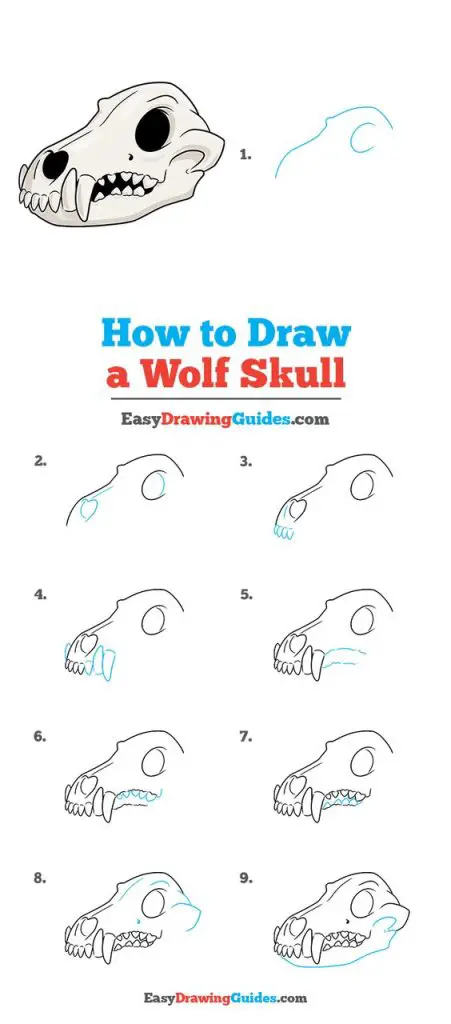 Wolf Skull Drawing Reference 7 451x1024