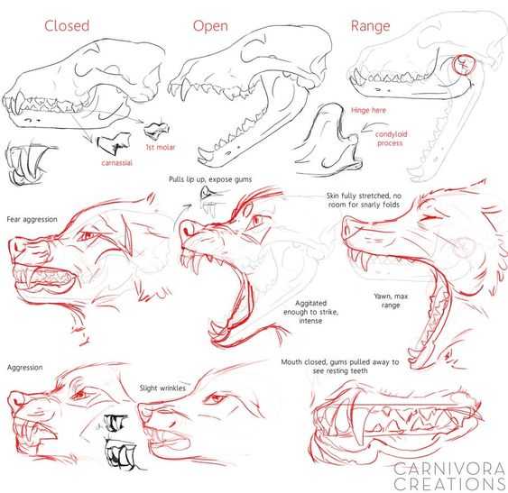 Wolf Skull Drawing Reference 8