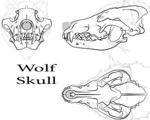 Featured image for wolf skull drawing reference