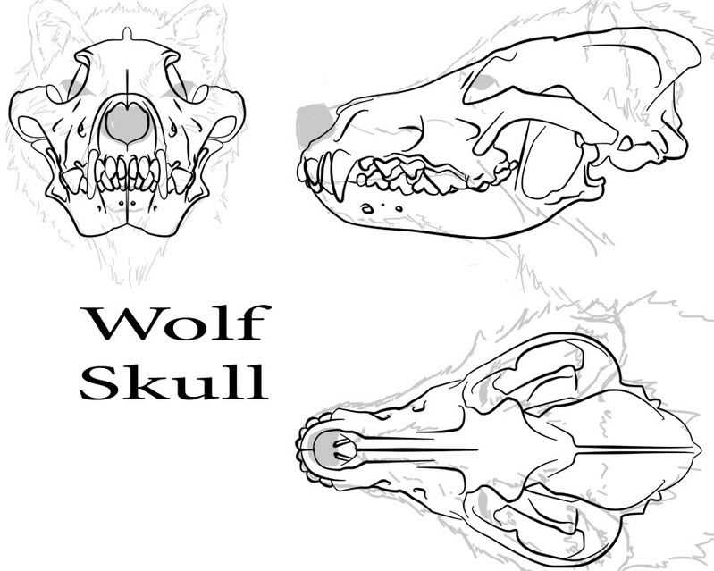 Featured image for wolf skull drawing reference
