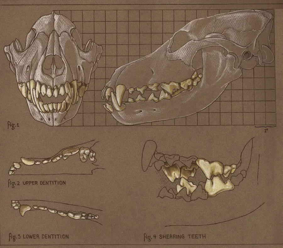 Animal Skull Drawing 18