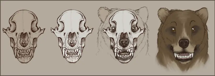 Animal Skull Drawing 20