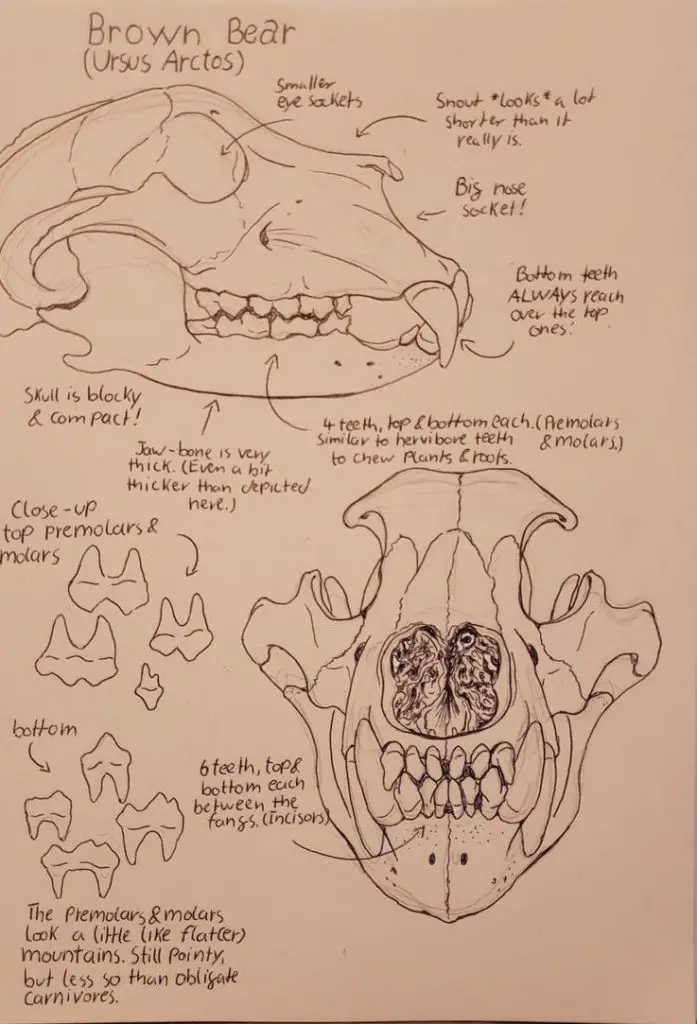 Animal Skull Drawing 21 697x1024