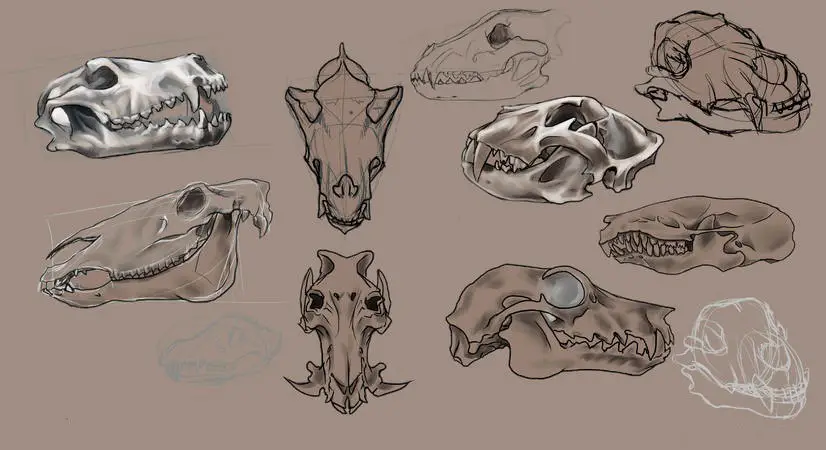 Animal Skull Drawing Reference 1
