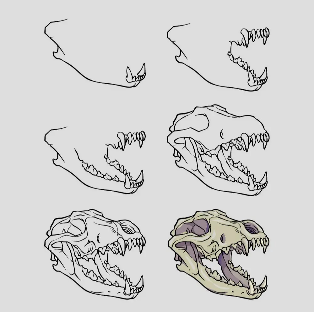 Animal Skull Drawing Reference 2