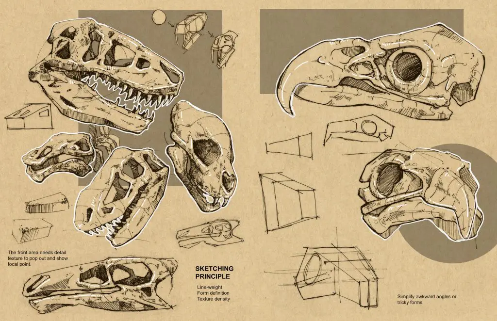 Animal Skull Drawing Reference 4 1024x662
