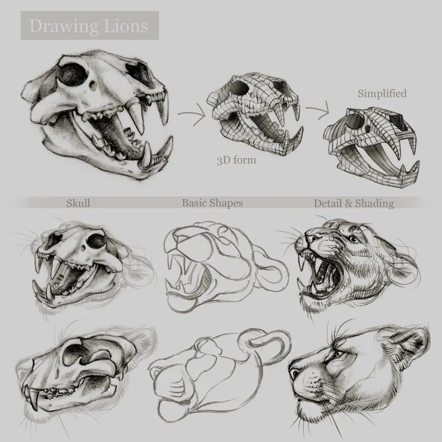 Animal Skull Drawing Reference 5