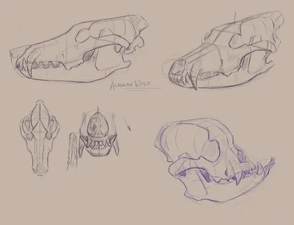 Animal Skull Drawing Reference 8