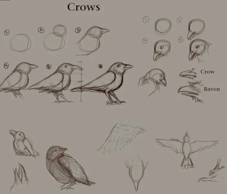 Bird Drawing Realistic 22
