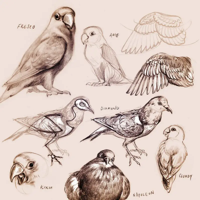 Bird Drawing Reference 3