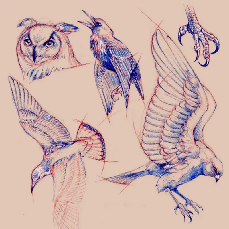 Bird Drawing Reference 4