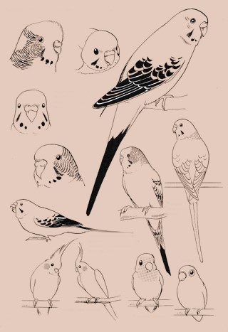 Bird Reference Drawing 15