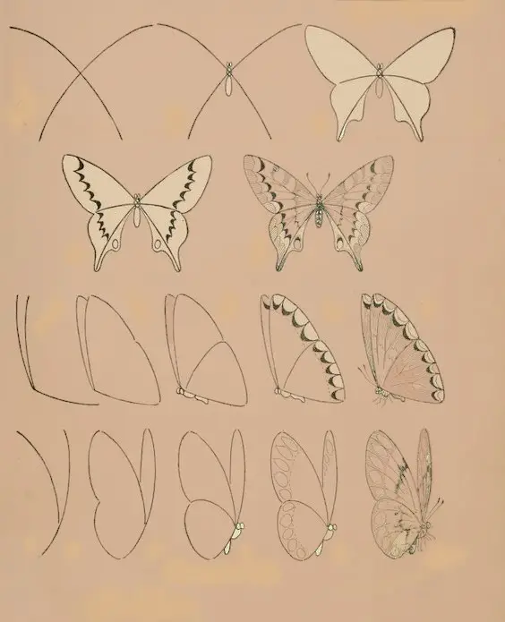 Butterfly Drawing Reference 1
