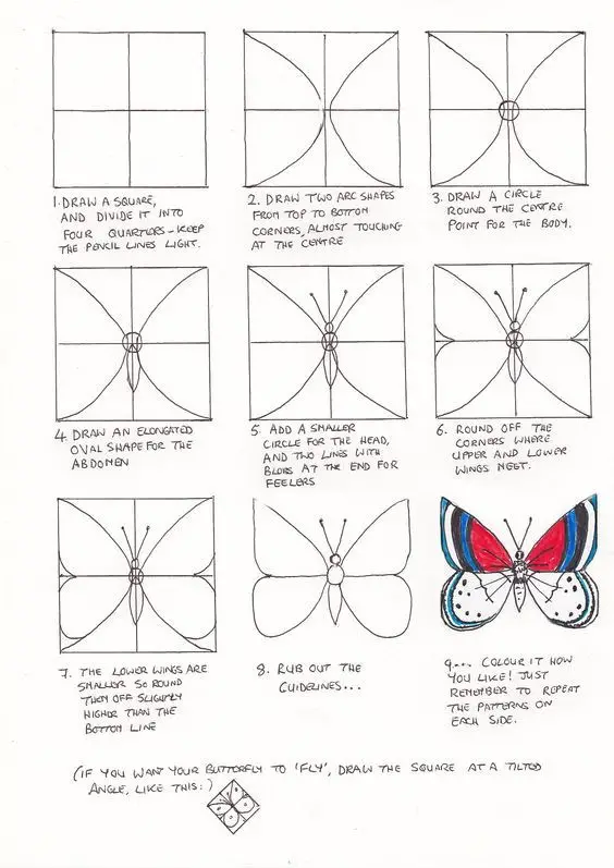 Butterfly Drawing Reference 11